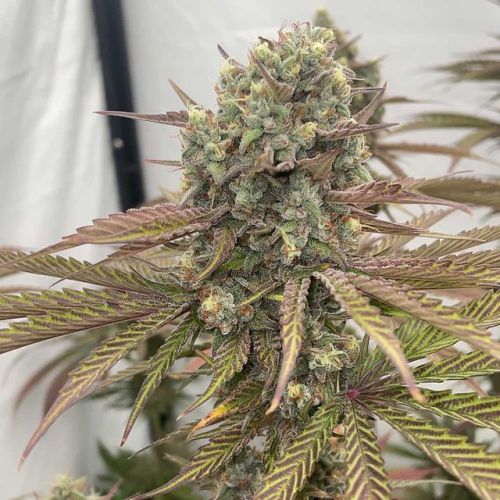 Zapplewoodz, semillas feminizadas de Conscious Genetics