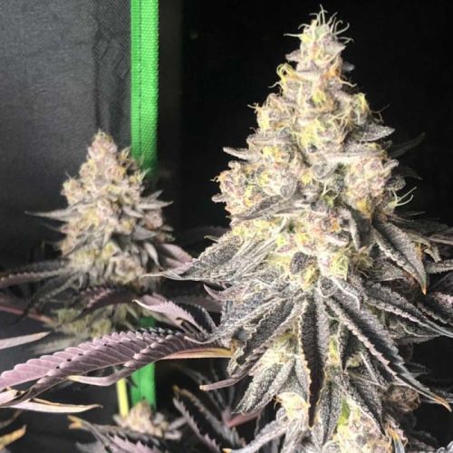 Zerbert Smoothie, Semillas feminizadas de The Plug Seedbank - Limitada