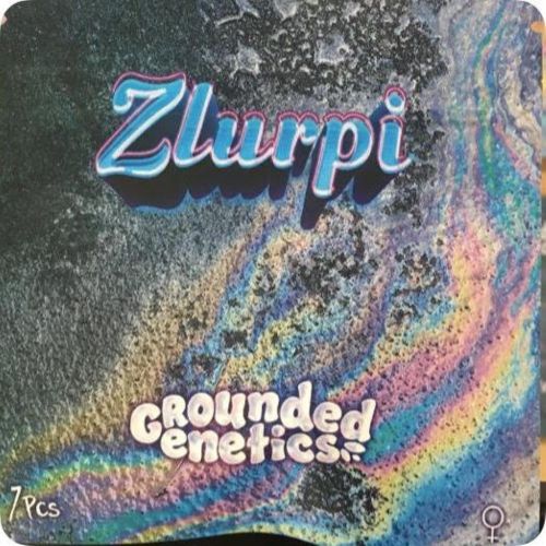 Zlurpi, semillas feminizadas de Grounded Genetics