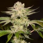 PetroChem Female Cannabis Seeds by Archive Seedbank