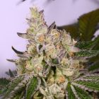 Space Walker Female Cannabis Seeds by Archive Seedbank 