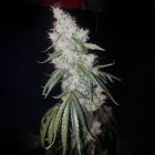 Britney Regular Cannabis Seeds by True Canna Genetics