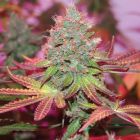 Cheddar Valley, semillas regulares de True Canna Genetics