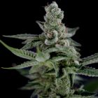 Crockett's Haze Regular Cannabis Seeds by Crockett Family Farms