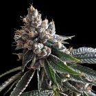 Golden Lemons Female Cannabis Seeds by DNA Genetics