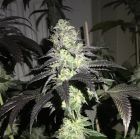 Do Z Dos, semillas feminizadas de PhenoFinder Seeds