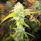 Double Banana Sherbet Female Cannabis Seeds by The Plug Seedbank