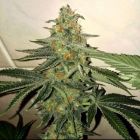 Forbidden Fruit Cake Female Cannabis Seeds by The Plug Seedbank 