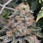 Strawpicanna Regular Cannabis Seeds by Oni Seed Co