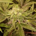 Tropicanna Punch Regular Cannabis Seeds by Oni Seed Co