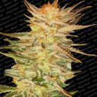 Ice Cream Female Cannabis Seeds