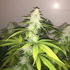 Simple Wedding Cake S1 Female Cannabis Seeds by PhenoFinder Seeds