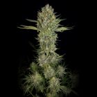 Serious Kush Female Cannabis Seeds by Serious Seeds