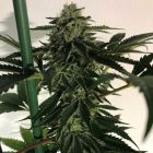 Blue OG Sherbet Female Cannabis Seeds by The Plug Seedbank