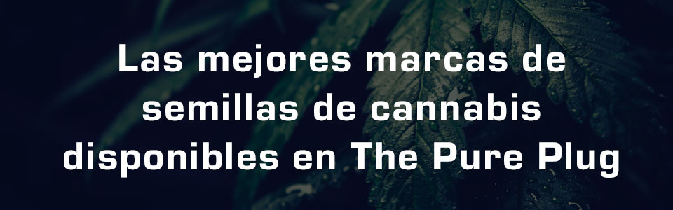 Semillas De Cannabis