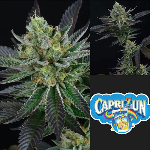 Capri Zun Feminized Cannabis Seeds by Perfect Tree